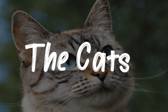 The Cats Font: A Playful Touch for Your Brand